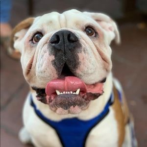 Meet your Posher, Damaris